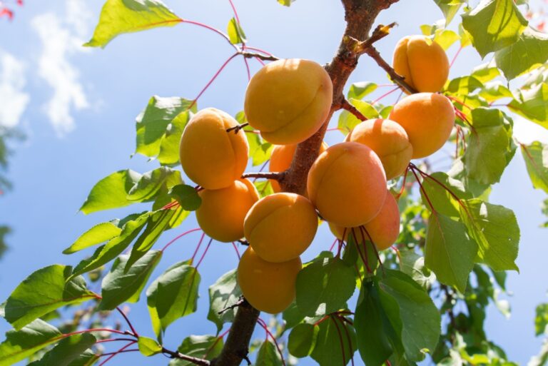A bunch of ripe apricots branch