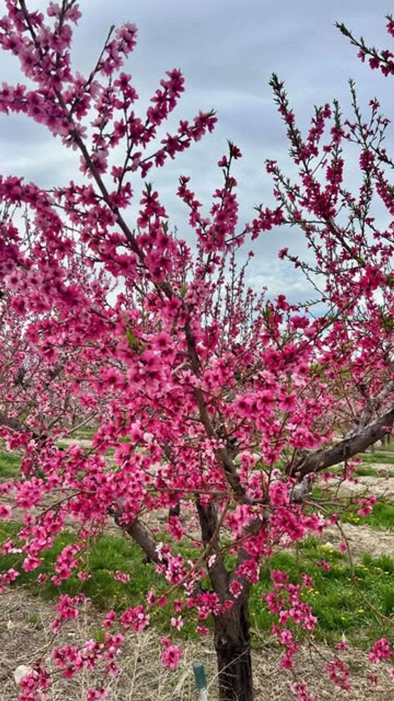 Peach Trees