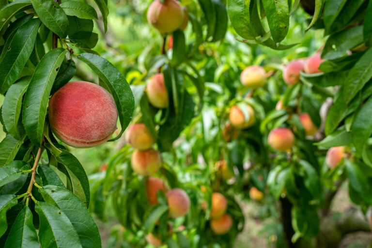 peach tree fruits