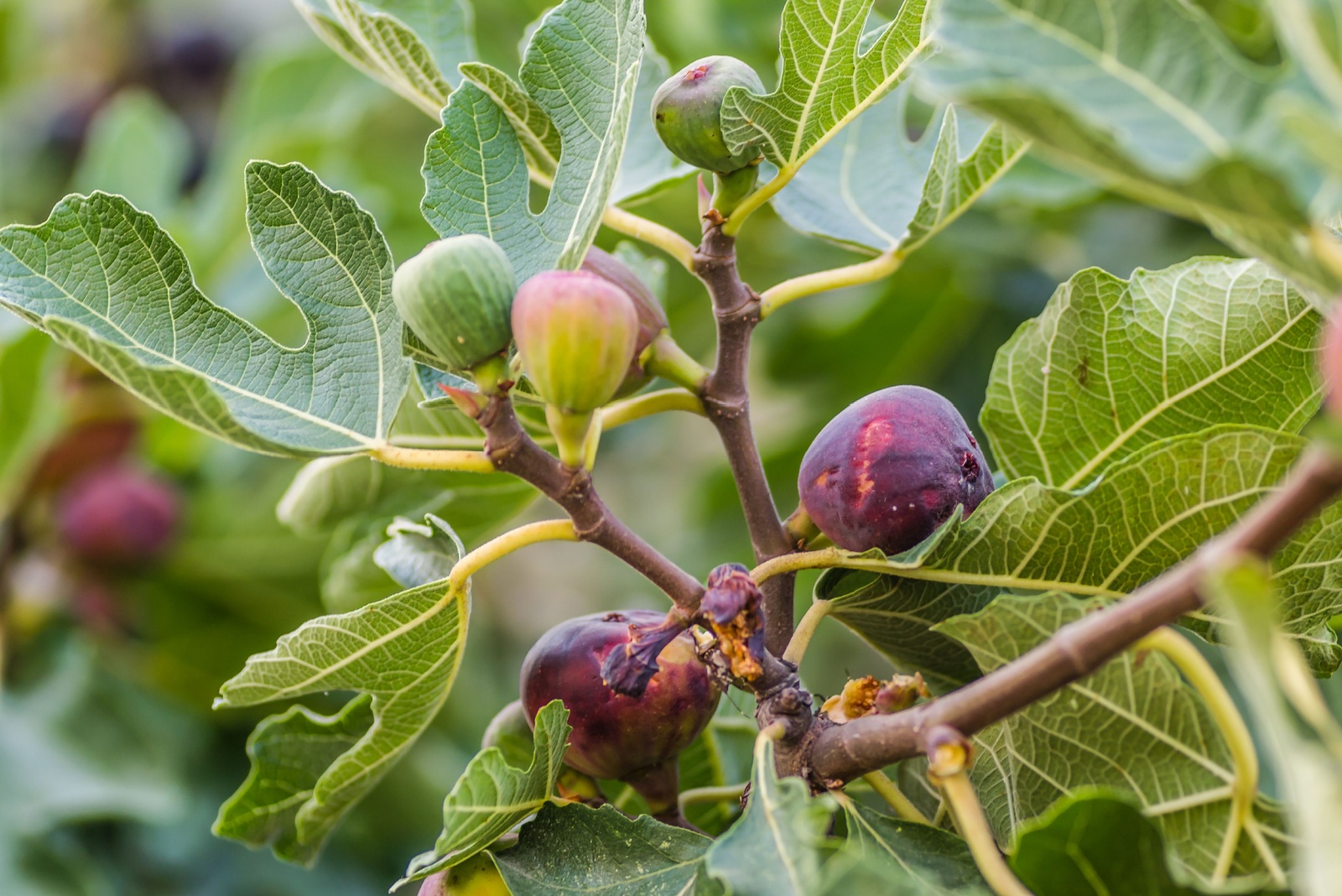 10 Fruit Trees Washington Gardeners Should Avoid Planting