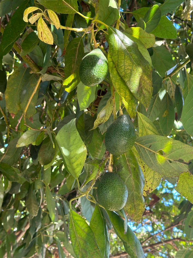 Avocado Trees: Tropical Dreamers In A Northern Climate