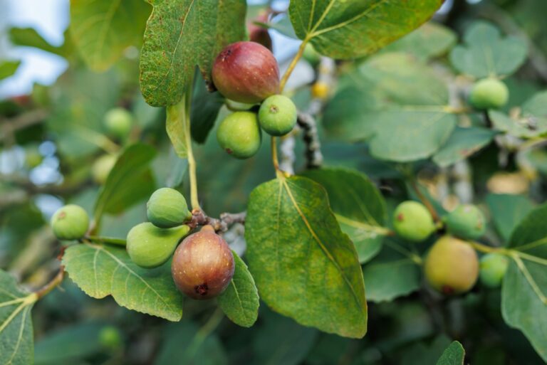 Ripe fig fruits in the canopy of the tree