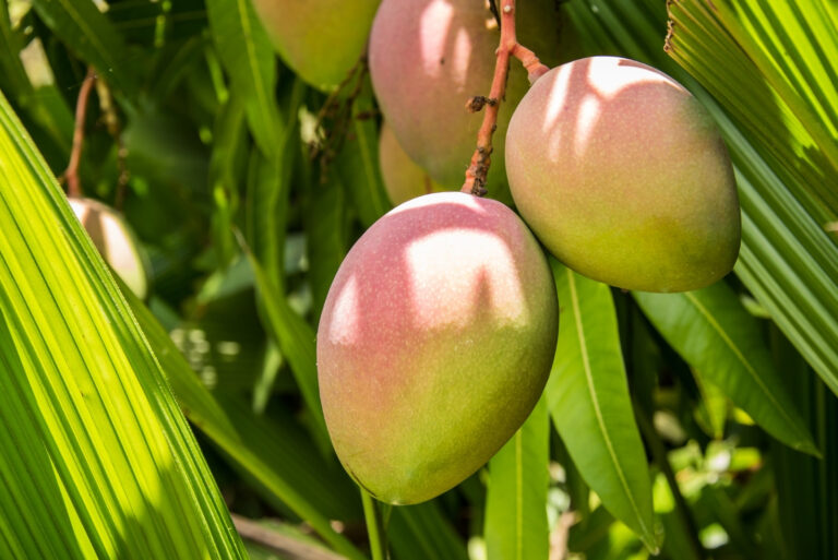 mango tree (featured image)