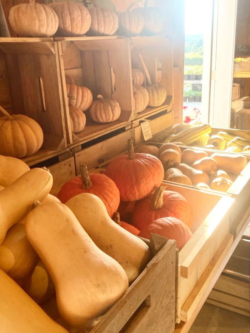 Winter Squash: Nature's Long-Lasting Pantry Staple