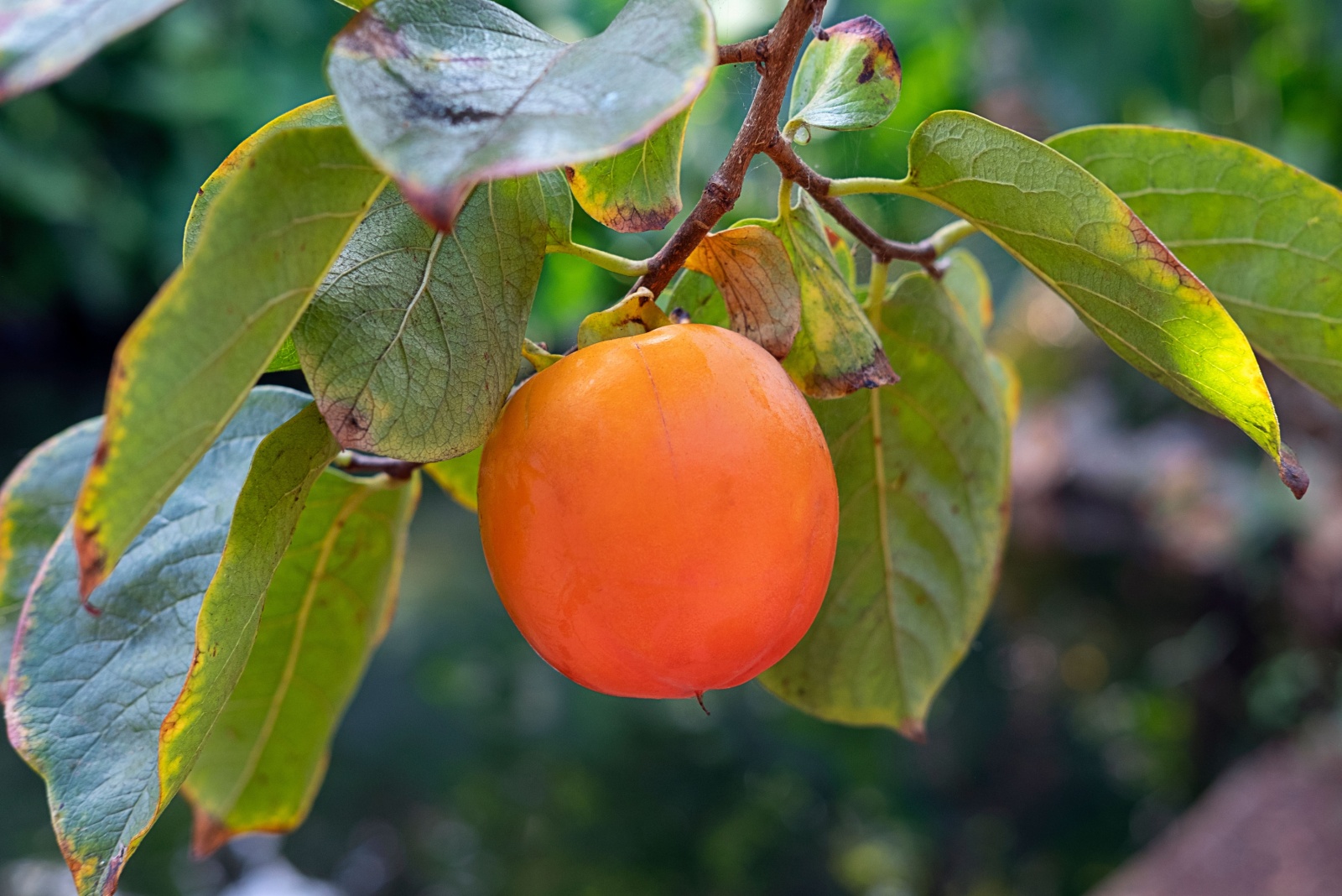 10 Fruits Indiana Gardeners Can Start From Seed This September