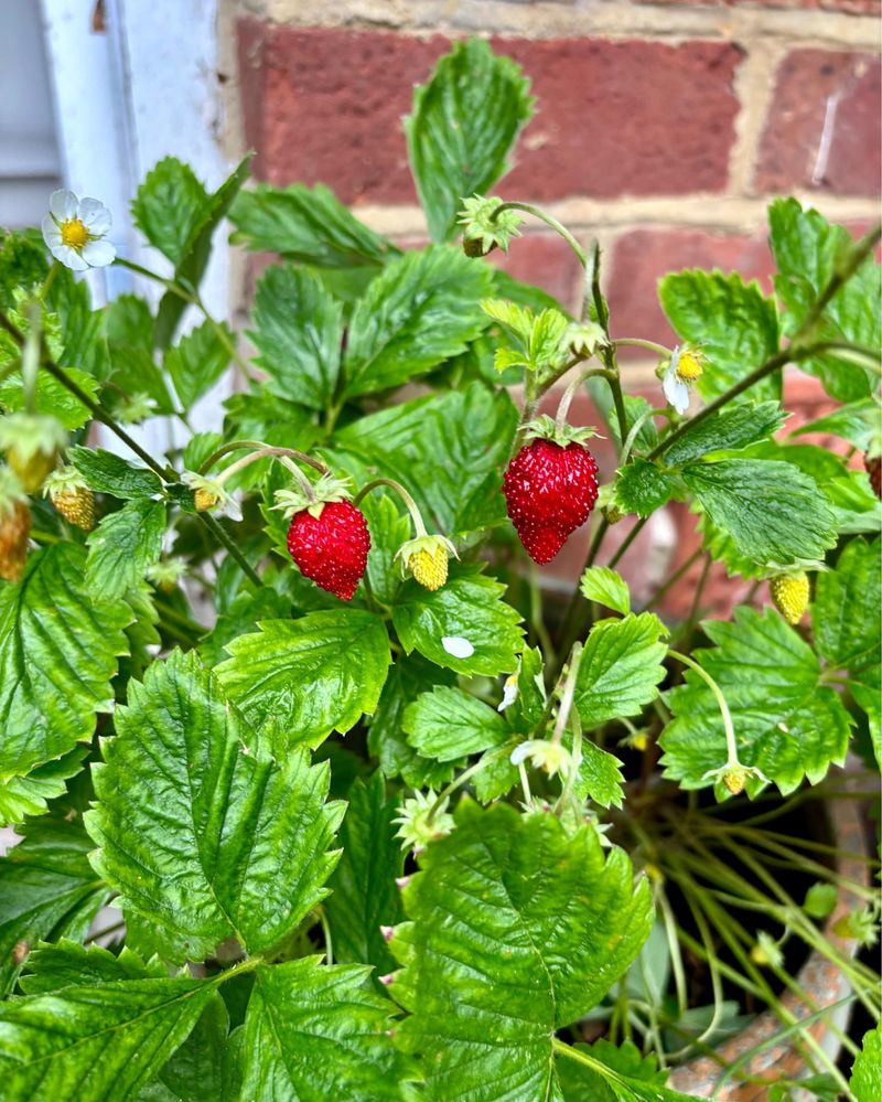 Alpine Strawberries: Tiny Treasures For Hoosier Gardens