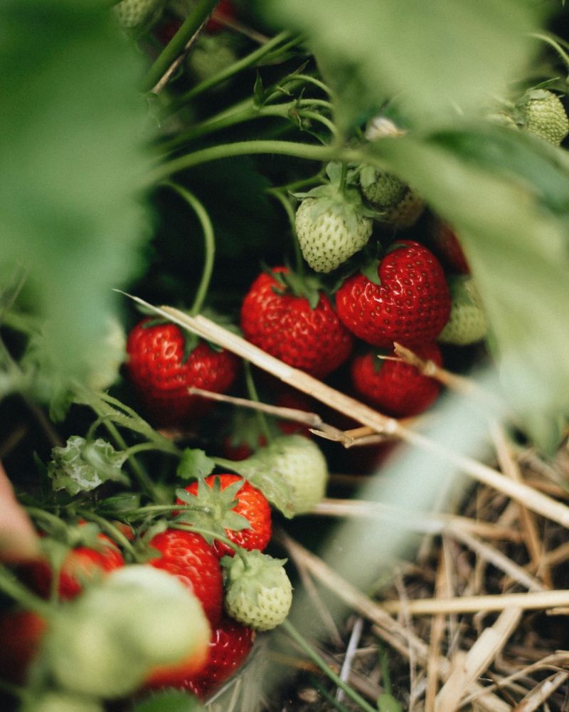 Strawberries: Small Seeds, Big Rewards