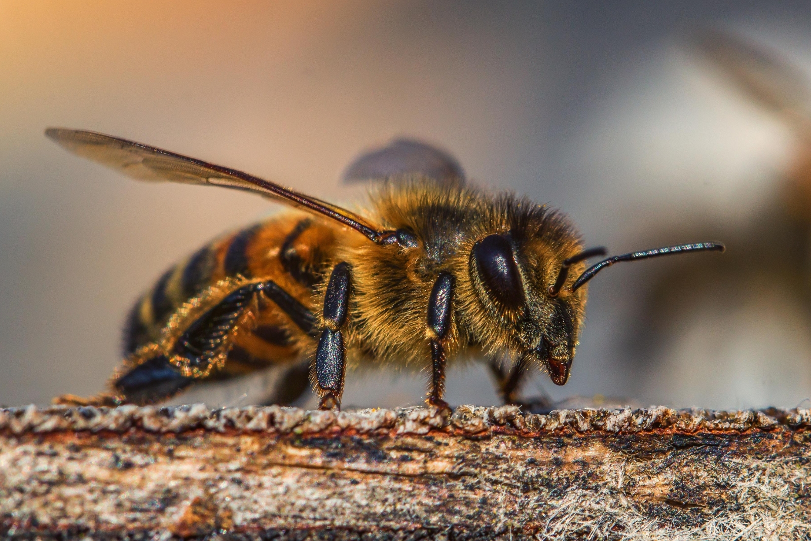 10 Garden Insects You Shouldn’t Kill In California (And The Harmful Ones To Avoid)