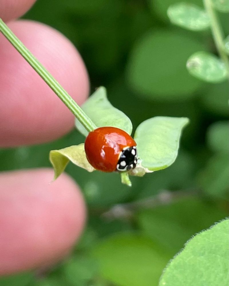 Ladybugs: Spotted Garden Guardians