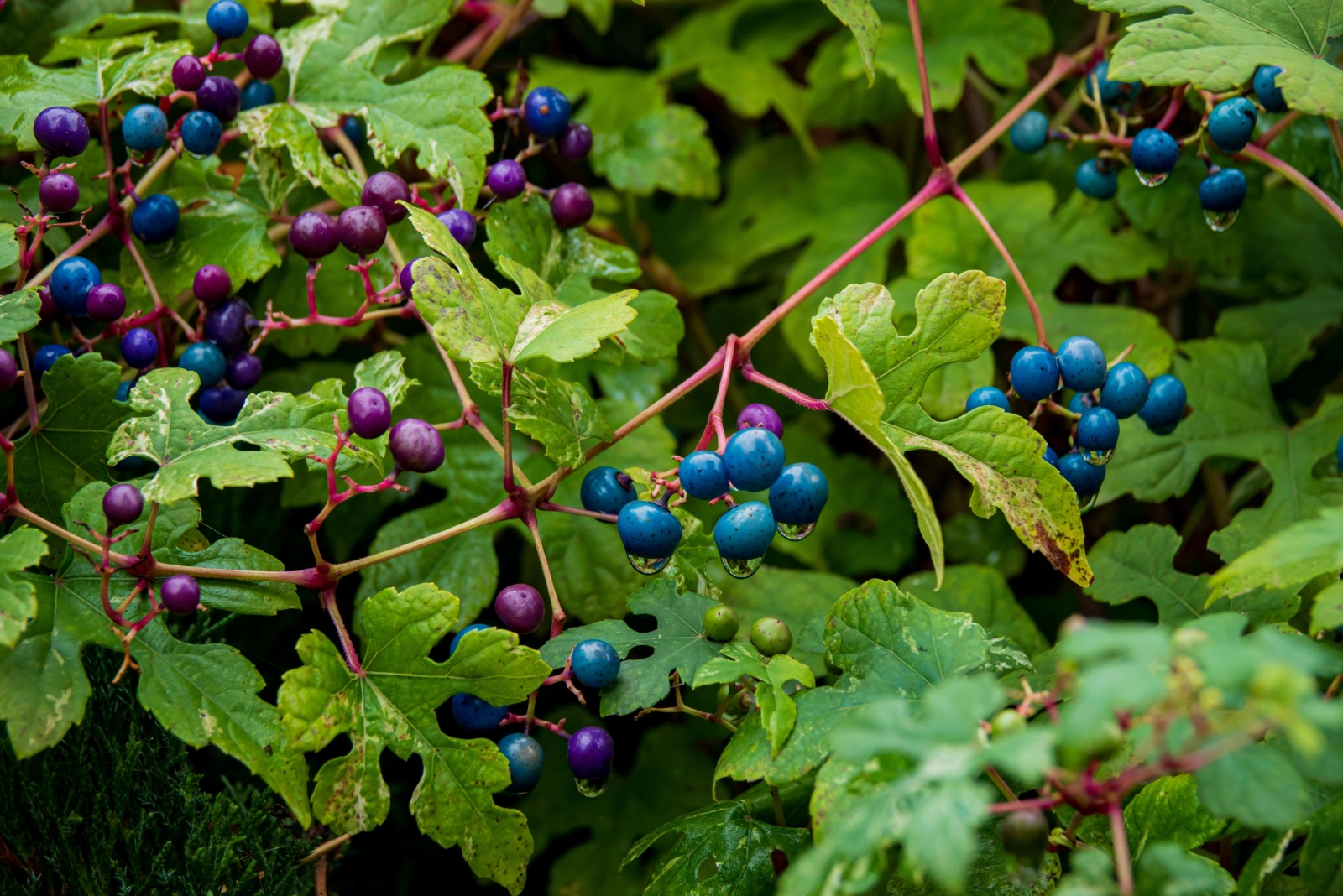 10 Garden Plants Wisconsin May Soon Add To Its Banned List