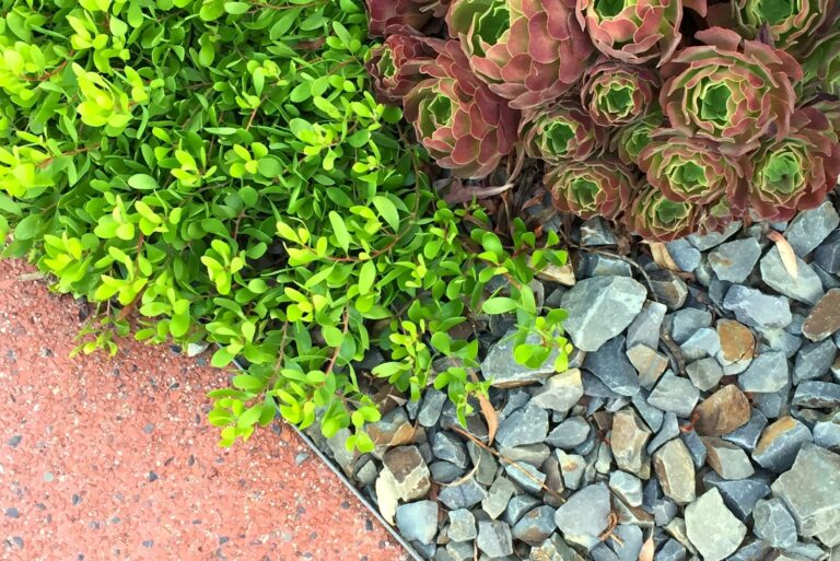 gravel succulent edging