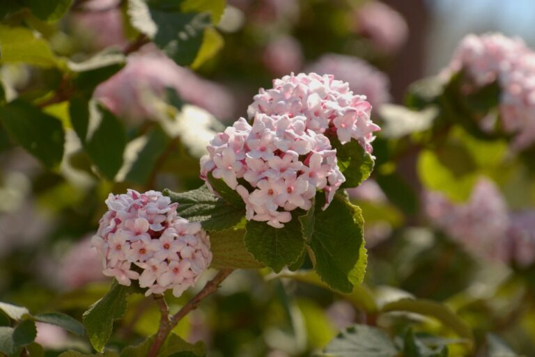 korean spice viburnum