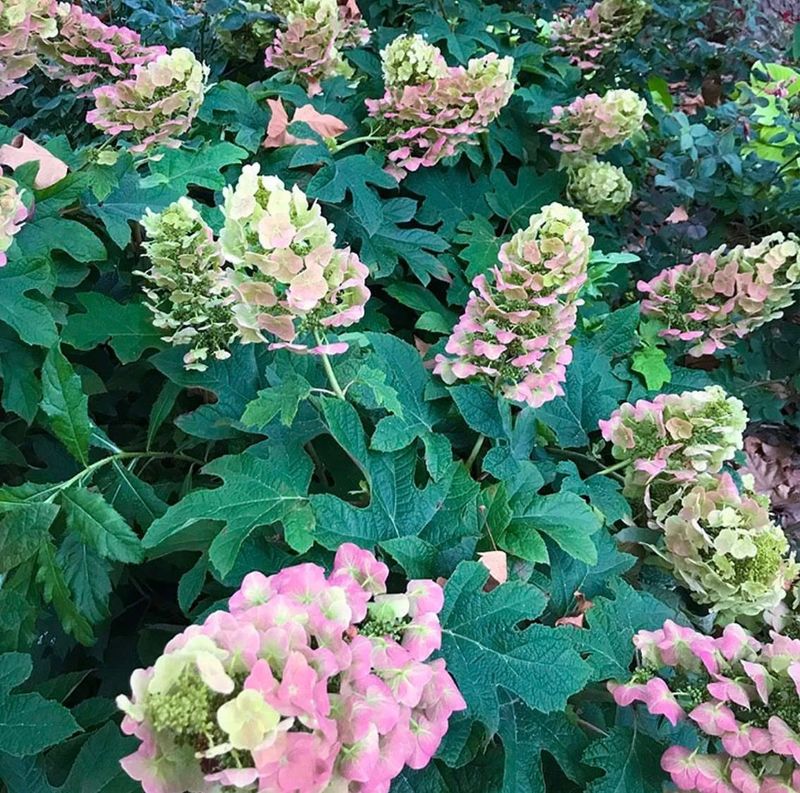 Oakleaf Hydrangea