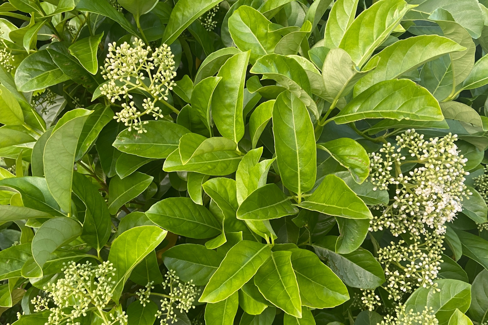 10 Hardy Shrubs Perfect For September Planting In Pennsylvania