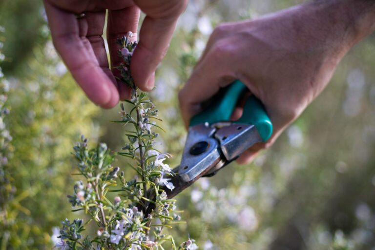 Male hands cut thyme