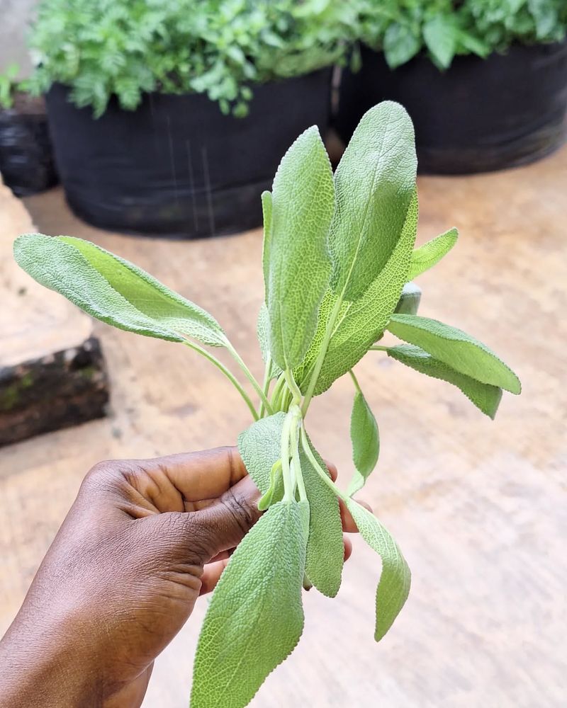 Sage: Prevent Woody Stems For Spring Regrowth