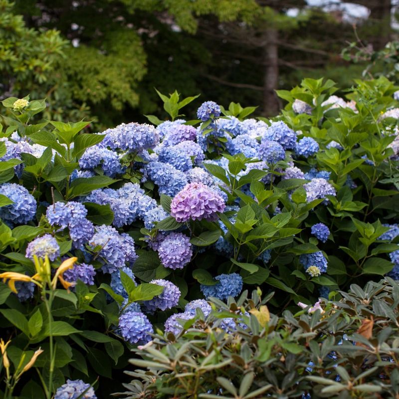 Endless Summer Bigleaf Hydrangea