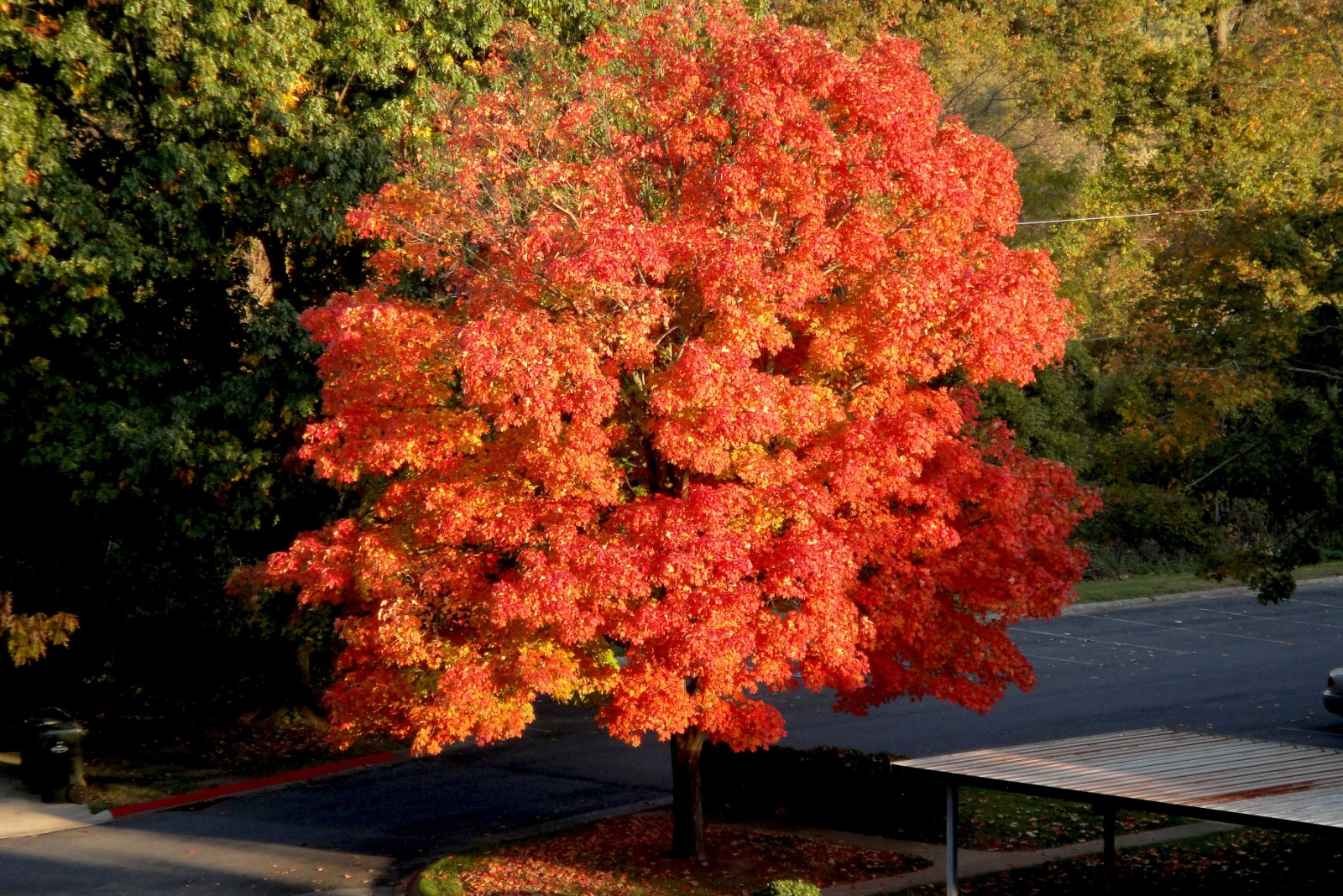 10 Iconic Maple Species That Turn New York Into Fall Magic