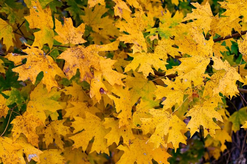 Sugar Maple: The Sweet Symphony of Color