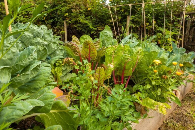 planter with plants and swiss chard