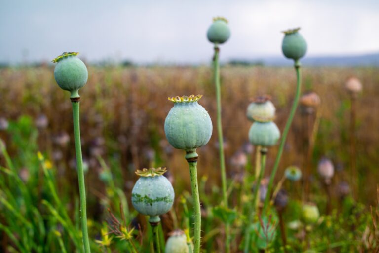 opium poppy flowers