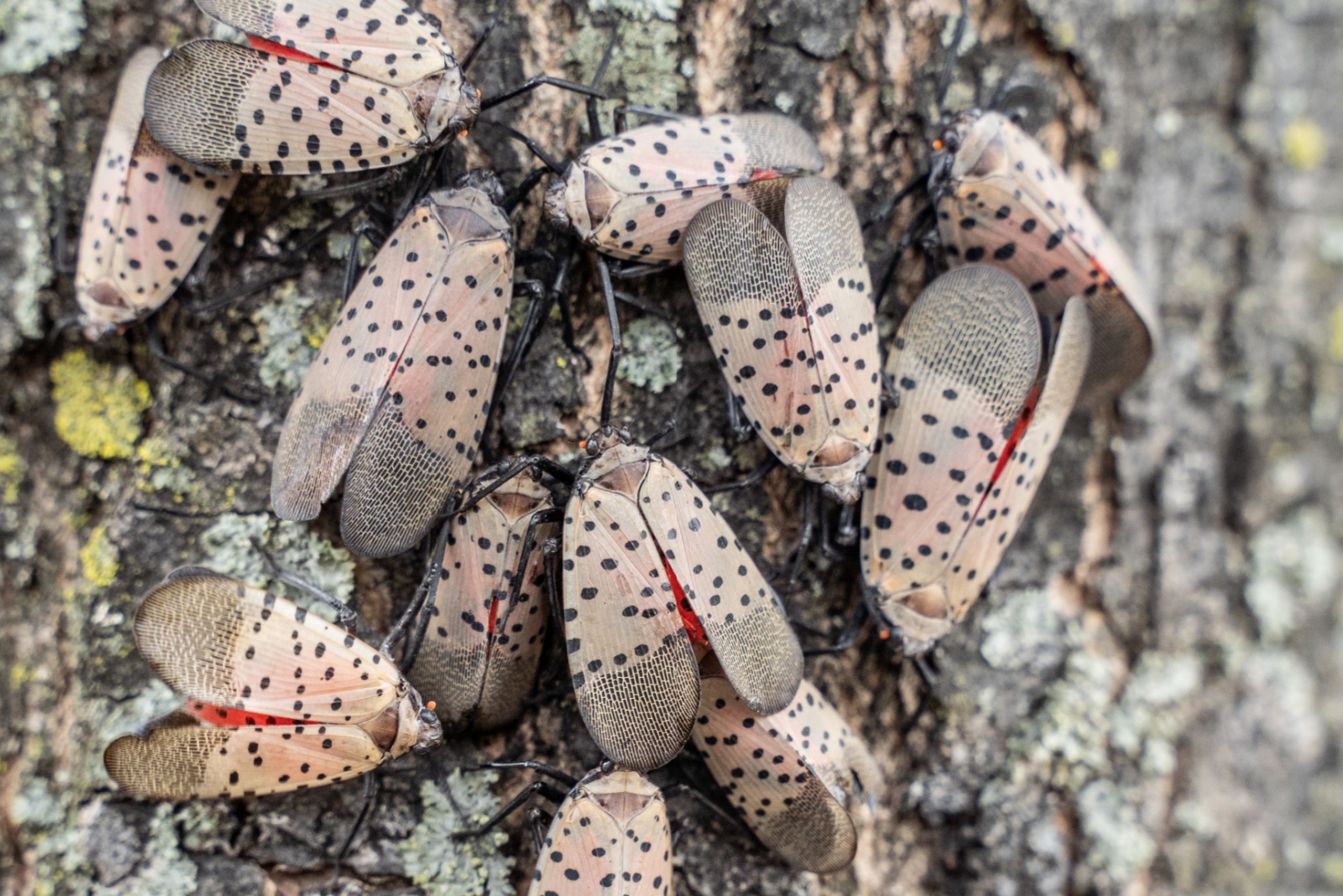 10 Insects That Threaten New Jersey Yards And Should Be Eliminated Fast