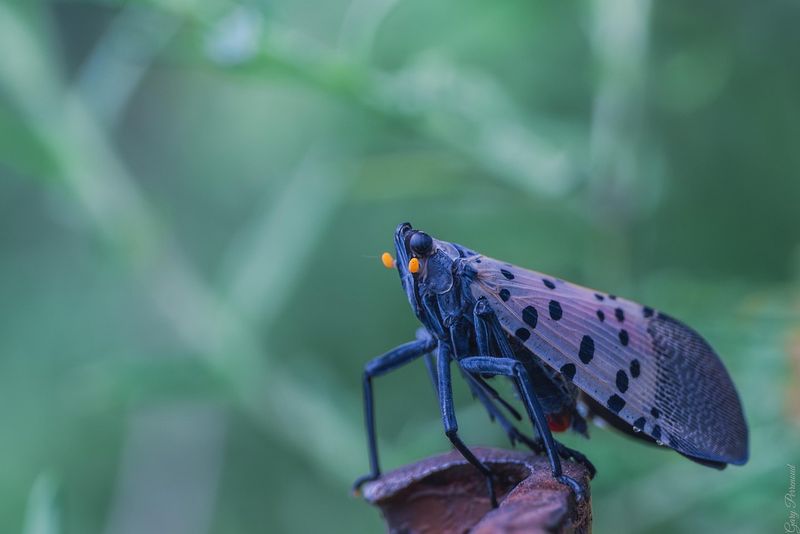 Spotted Lanternfly Invasion