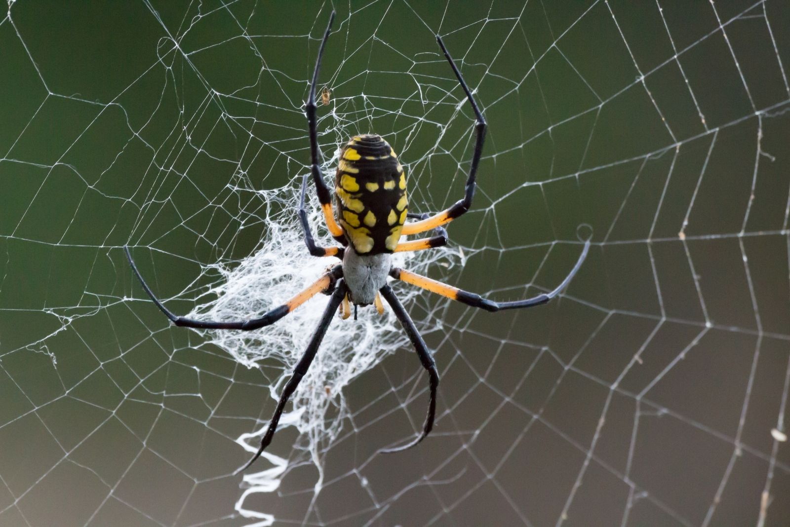 10 Key Facts Every Gardener In Michigan Should Know About Garden Spiders