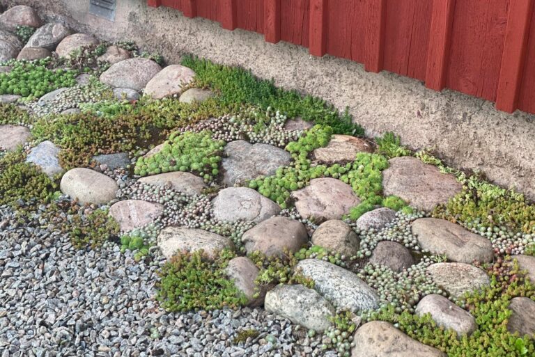 sedum lawn alternatives