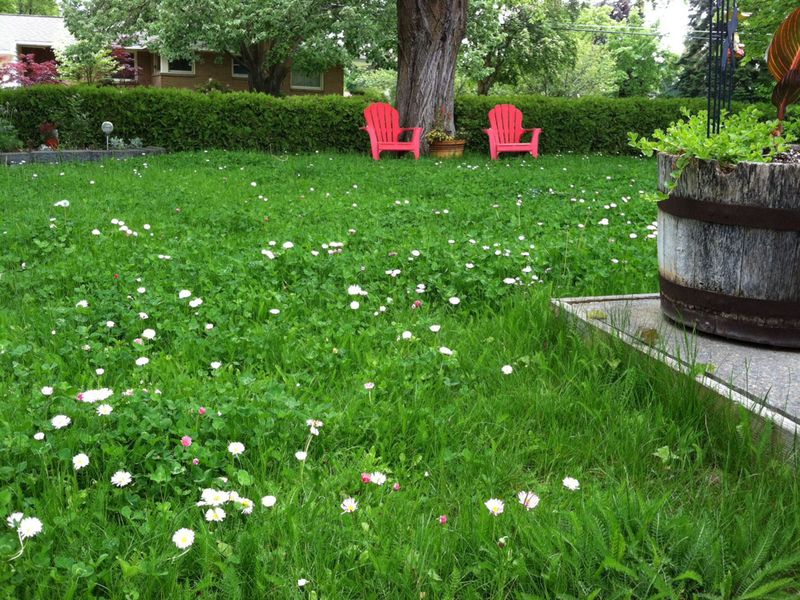 Clover Meadows