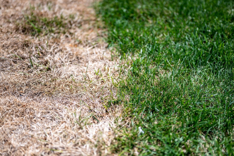lawn (featured image)