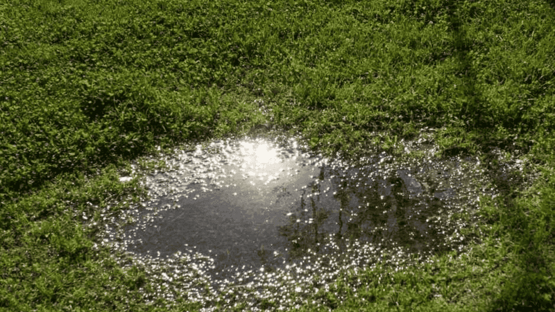 Overwatering In Humid Heat