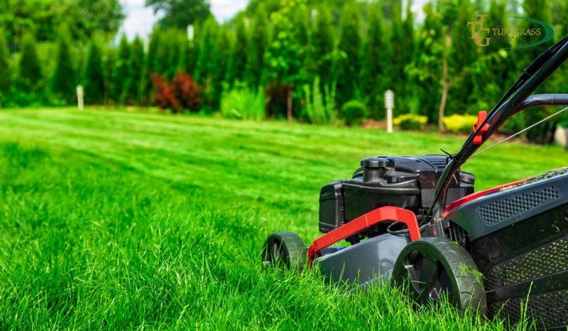 Mowing Too Short When It's Hot