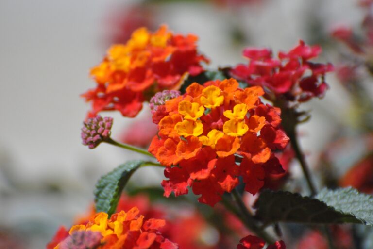 lantana flowers