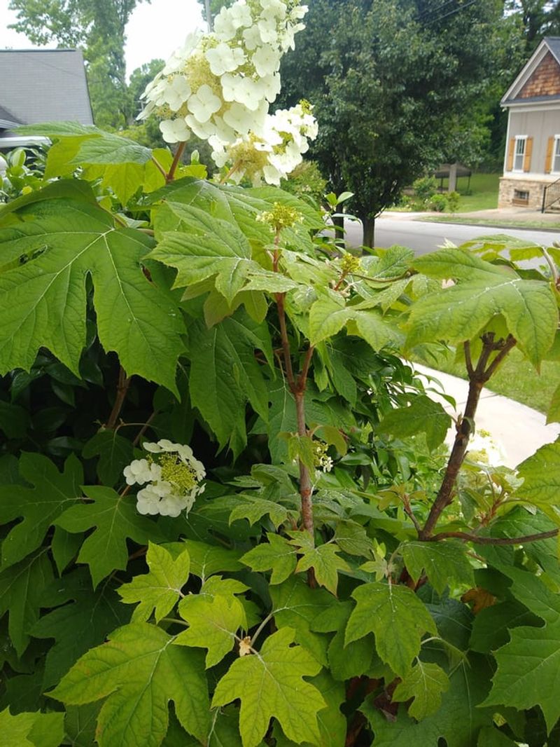 Oakleaf Hydrangea