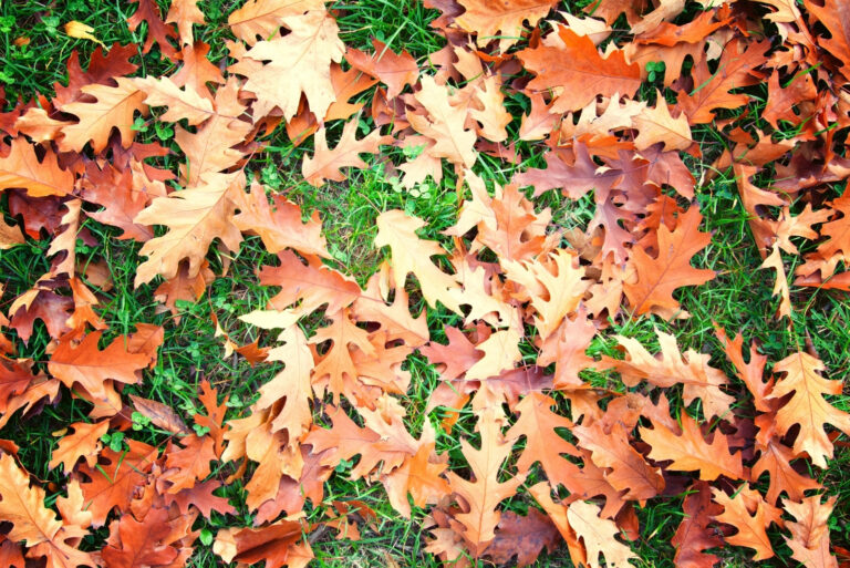fall leaves (featured image)