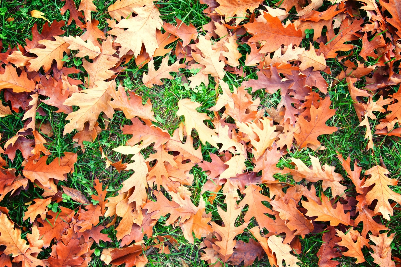 10 Must-Do Fall Cleanup Steps For Ohio Gardens