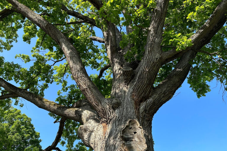 oak tree (featured image)
