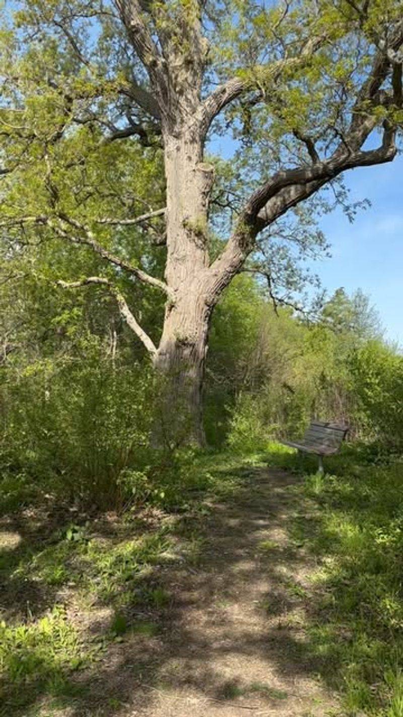 Bur Oak