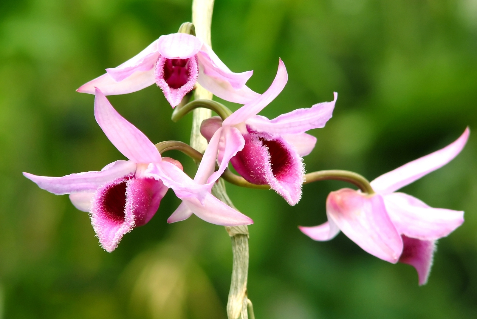 10 Orchids That Thrive At National Orchid Garden In Hawaii