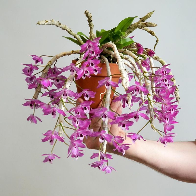Dendrobium Anosmum