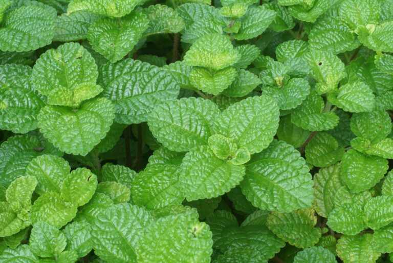Clump of mints in garden.