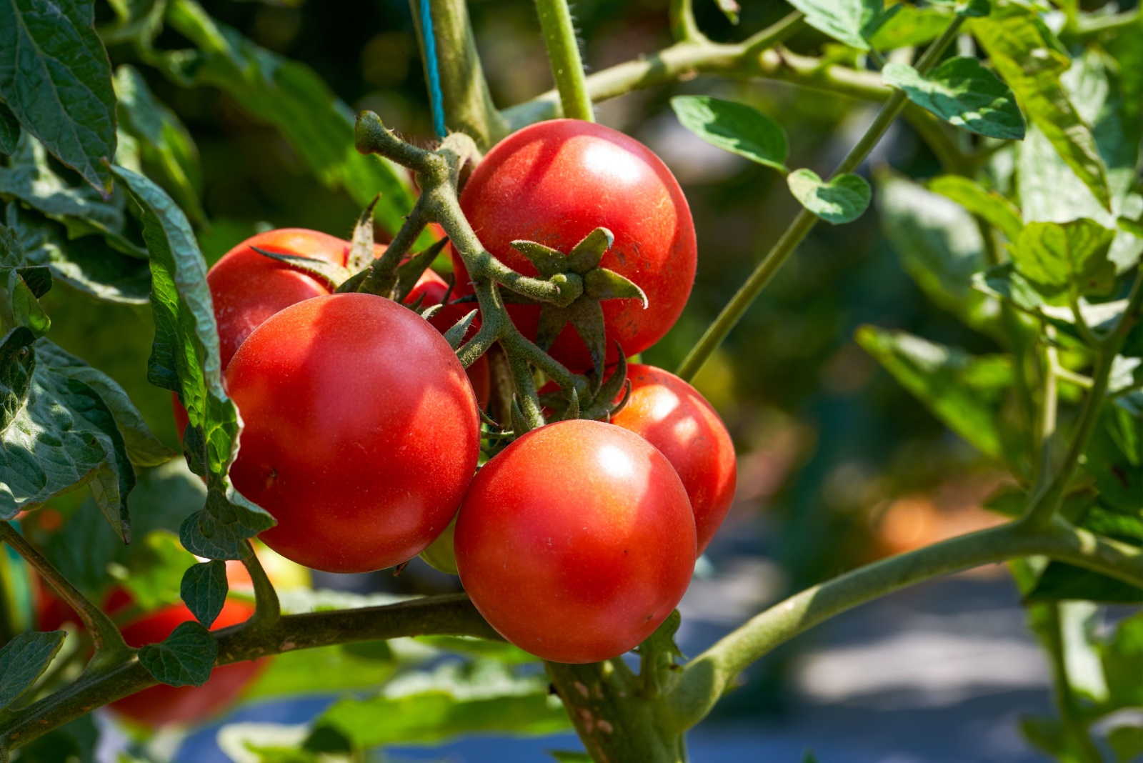 10 Places You Should Never Plant Tomatoes In Kentucky, According To Experts