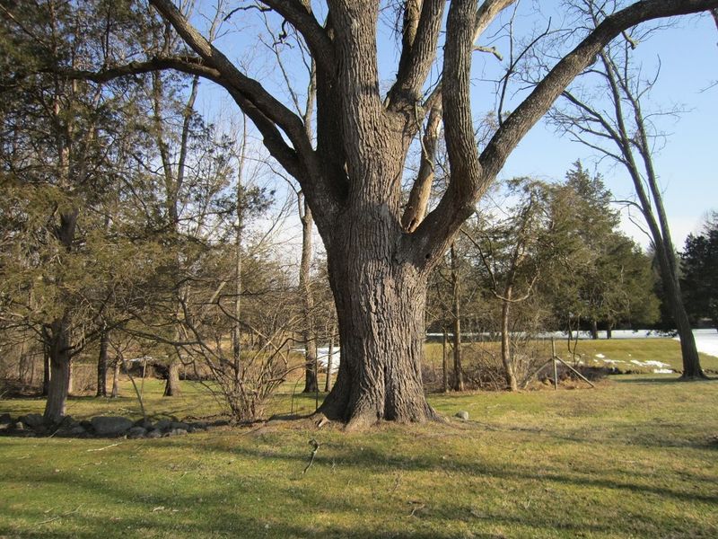 Near Black Walnut Trees