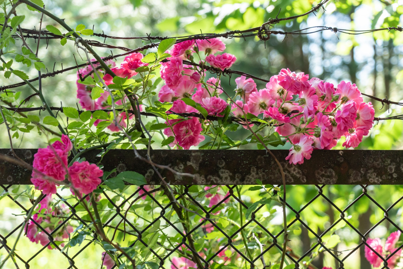 10 Plants I’ll Never Grow Again And What I Learned From Harsh Minnesota Winters