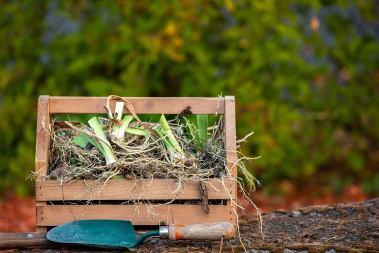 A basket full of newly divided garden Iris Bulb Rhizomes with roots showing ready for replanting
