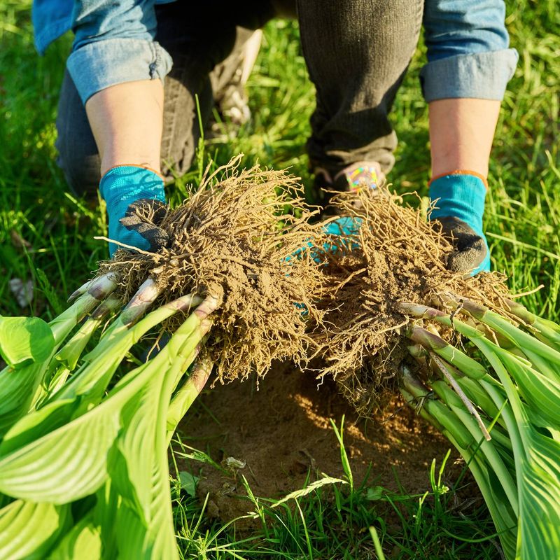 Dividing Daylilies Before Frost Arrives