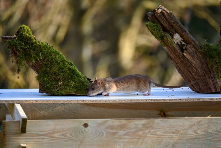 A brown wild brown rat