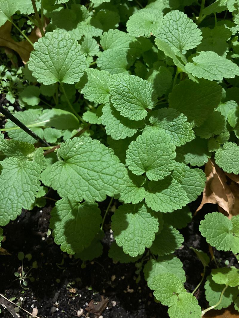 Mint: The Refreshing Rat Deterrent