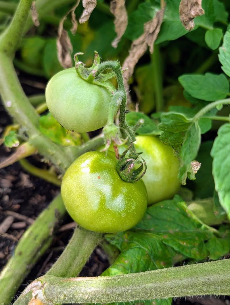 Tomatoes